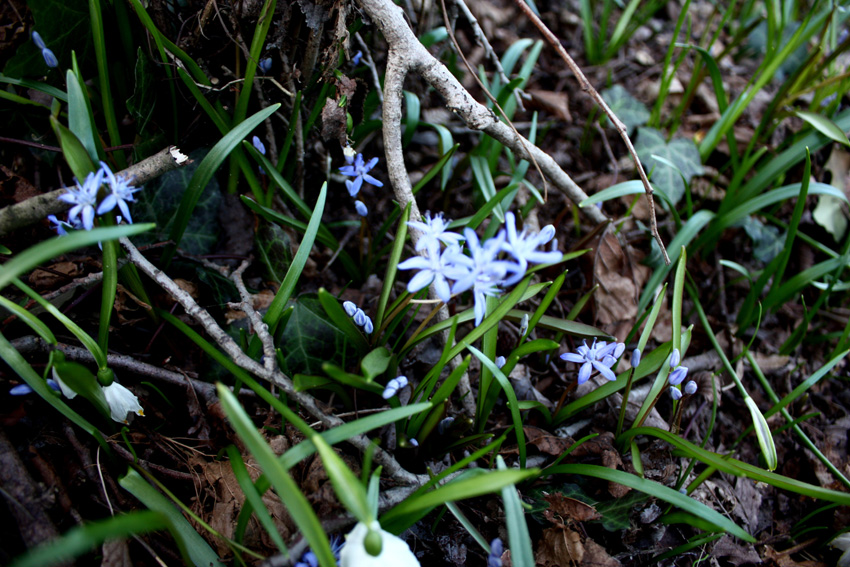 Le prime fioriture primaverili